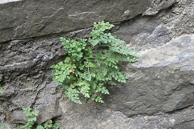 Plant on the wall