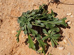 Plantago coronopus kz20.jpg