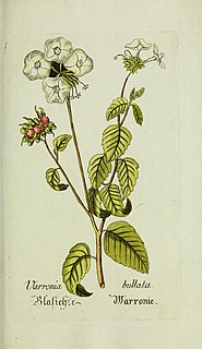 <i>Varronia</i> Genus of Boraginaceae plants