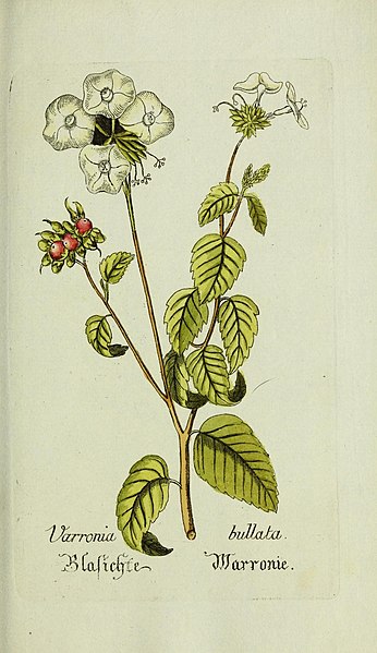 File:Plantarum indigenarum et exoticarum icones ad vivum coloratae, oder, Sammlung nach der Natur gemalter Abbildungen inn- und ausländlischer Pflanzen, für Liebhaber und Beflissene der Botanik (14206678176).jpg