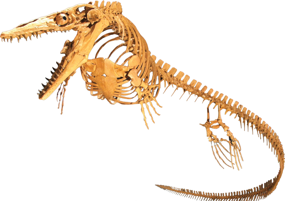 Mosasaur