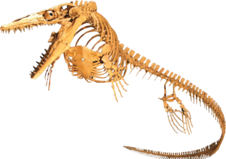 <span class="mw-page-title-main">Mosasaur</span> Extinct marine lizards of the Late Cretaceous