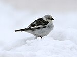 Vorschaubild für Schneeammer