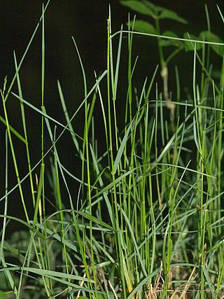 <i>Poa nemoralis</i> Species of grass in the family Poaceae