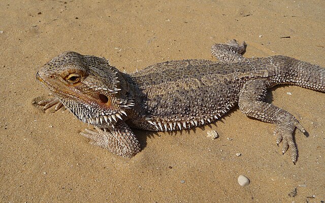 bearded dragon