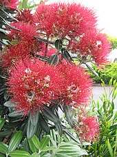 Pōhutukawa in bloom