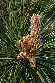 Pollen cones on a Ponderosa pine in Tuntorp