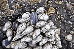 Thumbnail for File:Pollicipes polymerus (gooseneck barnacles) (Yaquina Head, Oregon, USA) 4.jpg