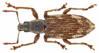 <i>Polydrusus tereticollis</i> Species of beetle