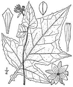 Polymnia canadensis