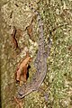 Pondo rock gecko