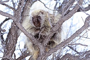 North American Porcupine