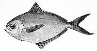 Poronotus triacanthus.jpg