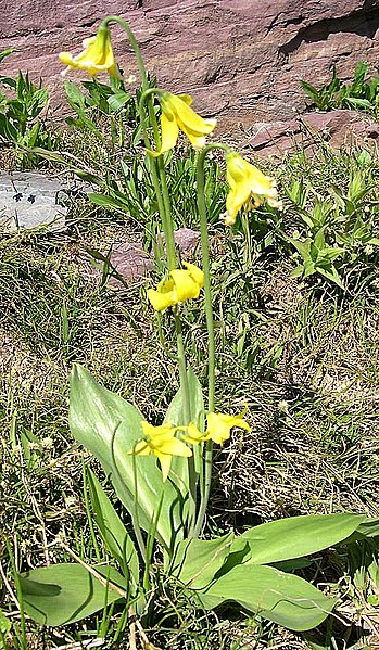 File:Possibly a Yellow Glacier Lily (Erythronium grandiflorum) in Logan Pass - Flickr - Jay Sturner.jpg