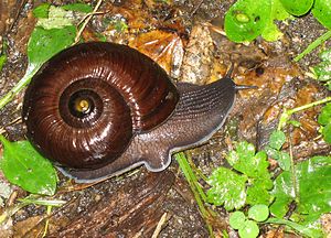 Powelliphanta annectens, at Heaphy Hut, Heaphy Track, Kahurangi National Park, 2007