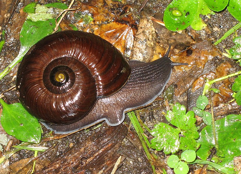 Хищные улитки. Гигантская Плотоядная улитка Powelliphanta. Powelliphanta Augusta. Химера улитка. Хищные улитки Сухопутные.