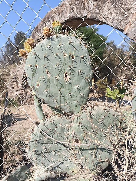 File:Pozo Ademado (San Diego de la Unión, Guanajuato) - Nopal cuijo.jpg