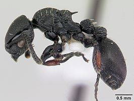 Procryptocerus hylaeus