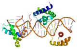 Protein SOX2 PDB 1gt0.png