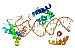 Ақуыз SOX2 PDB 1gt0.png