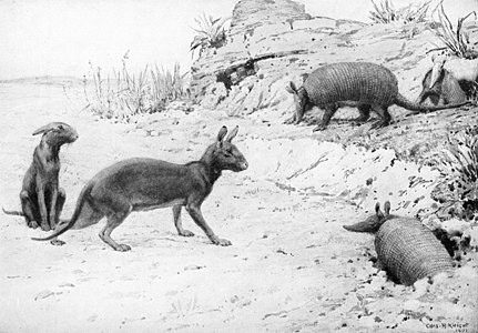 Restoration of Protypotherium australe and Stegotherium tesselatum