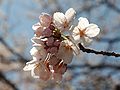 Prunus serrulata or Japanese cherry blossom