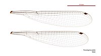 Pseudagrion jedda male wings (33920931424).jpg