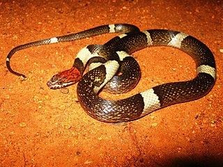 <span class="mw-page-title-main">False cat-eyed snake</span> Species of snake