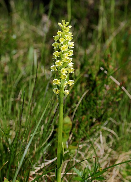 File:Pseudorchis-albida-Weisszuengel.jpg