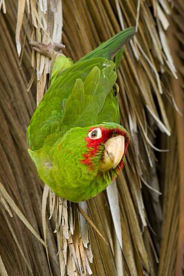 Guayaquil Parakeet (Psittacara erythrogenys) in the Presidio of San Francisco