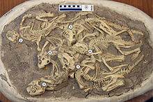 Group of six juveniles that died together - specimen IVPP V14341 Psittacosaurus juveniles.jpg