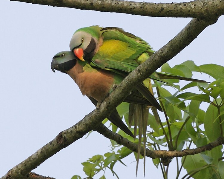 File:Psittacula alexandri (mating) -Assam -India-8.jpg