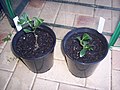 Psychotria-viridis-Catha-edulis.jpg