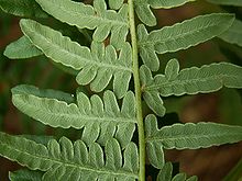 Sori (paler green) along outer edge on underside of leaves Pteridium leaf kz1.jpg