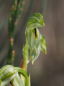 Pterostylis tenuis.jpg