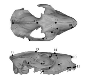 Puelia sp.png