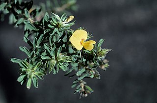 <i>Pultenaea rostrata</i> Species of flowering plant