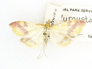 <i>Pyrausta scurralis</i> Species of moth