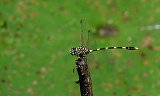 <i>Gomphidia quarrei</i> Species of dragonfly