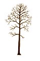 Quercus pubescens tree illustration