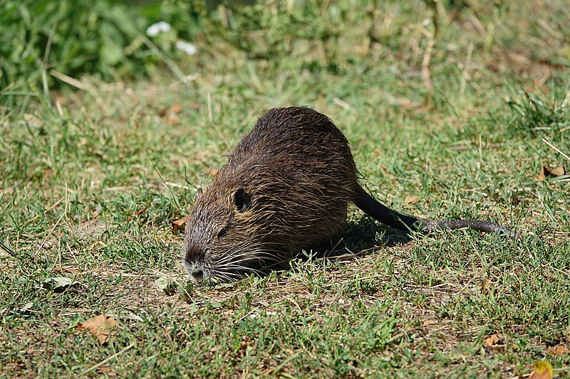 File:Ragondin juvénile (Myocastor coypus) (08).jpg