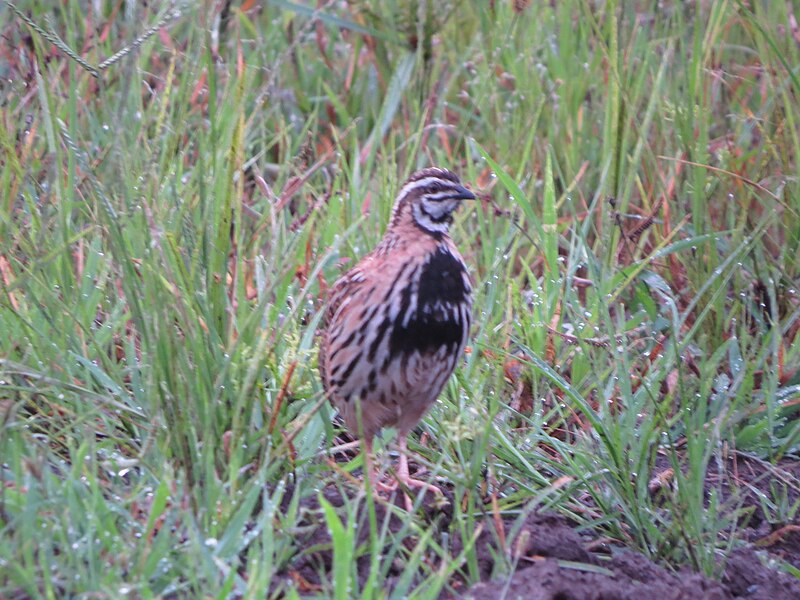 File:Rain Quail.JPG