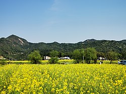 Květiny řepky vzkvétaly v Chating Town, okres Wangcheng v Changsha, Hunan, Čína, 20. března 2020. Žluté moře květin řepky zdobilo zemědělskou půdu. Místní obyvatelé pěstují řepku nejen jako zeleninu, ale také pro její semena k těžbě oleje.