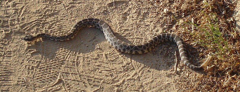 File:Rattlesnake.jpg