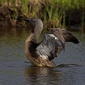 Red-Throated Loon Iceland.jpg