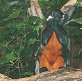 Fehérajkú tamarin (Saguinus labiatus)