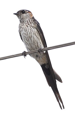 Swallow: Family of birds