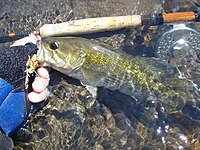 Fly rod-caught redeye bass, Tallapoosa River, Tallassee, Alabama (Released) RedEyeBassTallapoosaRiver.JPG