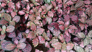 Fittonia albivenis