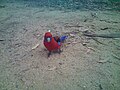 Red parrot at hanging rock in Vic Australia.jpg